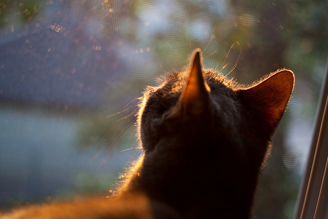 “帕布罗·马特拉:阿根廷橄榄球的领袖,以坚强意志打破对手防线”