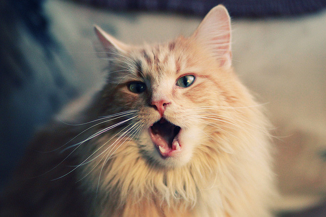 中国选手在国际自行车公开赛上斩获佳绩,国际自行车大赛